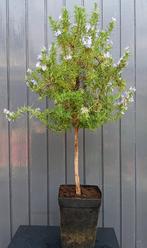 Grote Rozemarijn Op Stam- Rosmarinus Officinalis, Tuin en Terras, Planten | Tuinplanten, Ophalen, Vaste plant, Halfschaduw, Kruiden