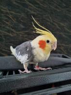 Nieuw huisje gezocht! Valkparkiet man, Dieren en Toebehoren, Mannelijk, Parkiet