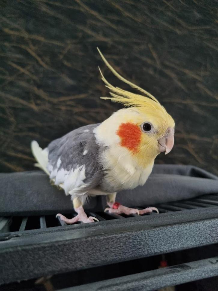 Nieuw huisje gezocht! Valkparkiet man, Dieren en Toebehoren, Vogels | Parkieten en Papegaaien, Parkiet, Mannelijk