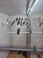 Groenvleugel doffers, Dieren en Toebehoren, Meerdere dieren, Overige soorten