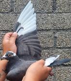 Postduif kleindochter "MAX"/"NEW KITTEL", Dieren en Toebehoren, Vogels | Duiven, Vrouwelijk, Postduif