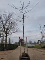 Gleditsia Sunburst - Christusdoorn hoogstam boom €125, Bloeit niet, 250 tot 400 cm, Volle zon, In pot