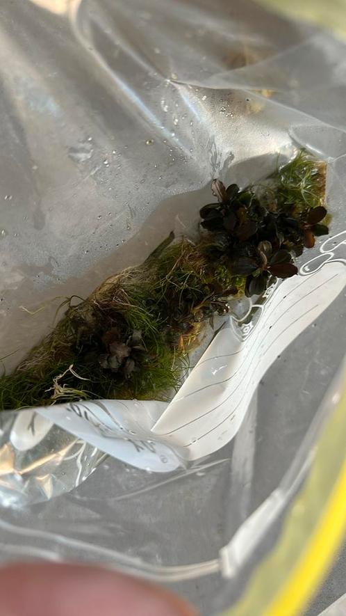 Verscheidene aquariumplanten, Dieren en Toebehoren, Vissen | Aquaria en Toebehoren, Gebruikt, Plant(en), Steen of Hout, Ophalen of Verzenden