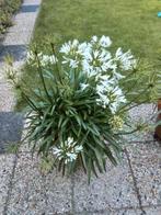 Grote Agapantus kleur wit, Ophalen of Verzenden, Overige soorten, Volle zon