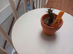 Cactus, Ophalen, Cactus, Volle zon, Minder dan 100 cm