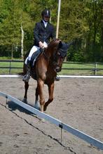 Plek voor trainings paarden/pony's, Ophalen