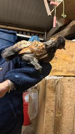 Gratis haan of hanen, Dieren en Toebehoren, Mannelijk, Kip