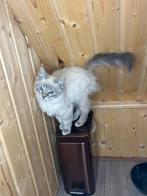 Ragdoll kittens mogen meteen weg, Dieren en Toebehoren, Katten en Kittens | Raskatten | Langhaar, Meerdere dieren