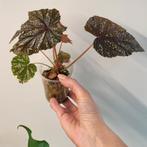Begonia gryphon, Ophalen of Verzenden, Overige soorten, Minder dan 100 cm