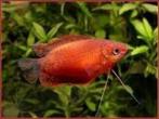 rode diklip gourami, Vis, Zoetwatervis