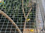 Turquoisine, Dieren en Toebehoren, Vogels | Parkieten en Papegaaien, Meerdere dieren, Parkiet