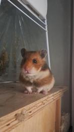 Syrische goud hamster man 6 maanden, Dieren en Toebehoren, Maart, Mannelijk, Hamster