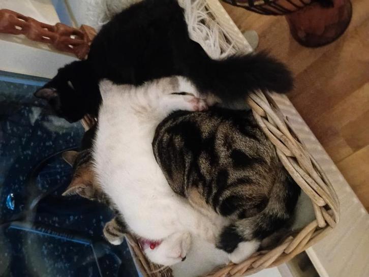 Kruizing Siamees seal point, Dieren en Toebehoren, Katten en Kittens | Raskatten | Korthaar, Poes