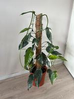 Epipremnum pinnatum variegata op mosstok, Huis en Inrichting, Kamerplanten, Ophalen, Overige soorten, Minder dan 100 cm