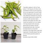 peper planten guindilla piparras, Tuin en Terras, Zomer, Ophalen, Groenteplanten, Eenjarig