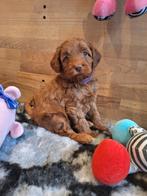 MINI Australian labradoodle pups, Nederland, Overige rassen, 8 tot 15 weken, Meerdere