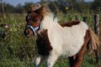 Vosbonte hengst, Dieren en Toebehoren, Pony's, 0 tot 2 jaar, Hengst, A pony (tot 1.17m), Onbeleerd