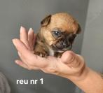 Pups kruising  Franse bull x chihuahua, Dieren en Toebehoren, Honden | Chihuahua's en Gezelschapshonden, Meerdere, Meerdere dieren