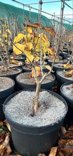 Syringa 'Katarine Havenmeyer' in 5L pot, Tuin en Terras, Lente, Minder dan 100 cm, Volle zon, In pot