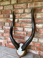 Hoorns, Nyala, schedel, geweien Afrika, Ophalen of Verzenden, Gebruikt, Wild dier, Schedel