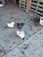Cochin kriel, Dieren en Toebehoren, Pluimvee, Meerdere dieren, Kip