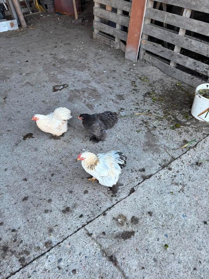 Cochin kriel, Dieren en Toebehoren, Pluimvee, Kip, Meerdere dieren