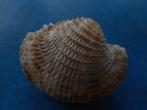 Schelpen: Antigona lamellaris Schumacher f++g 43mm, Verzenden, Schelp(en)