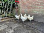 Te koop: toom exotische legkippen, Dieren en Toebehoren, Pluimvee, Vrouwelijk, Kip