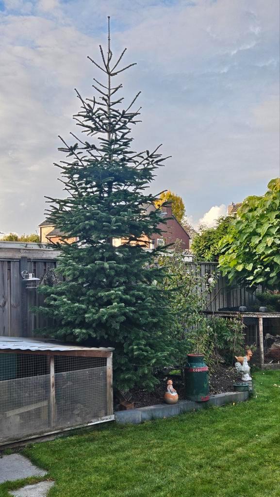 Nordmann kerstboom 5mtr, Tuin en Terras, Planten | Bomen, Overige soorten, Volle zon, Bloeit niet, Ophalen