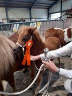 Div shetlander pony's te koop, Dieren en Toebehoren, Pony's, Merrie, Niet van toepassing, A pony (tot 1.17m), 0 tot 2 jaar