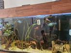 Andinocara Pulcher electric blue / Neon cichlide, Dieren en Toebehoren, Vissen | Aquaria en Toebehoren, Ophalen