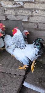 Gratis wyandotte columbia haan, Dieren en Toebehoren, Mannelijk, Kip
