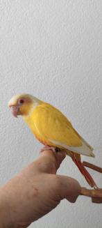 Pyrrhuras super lief en super tam., Meerdere dieren, Parkiet, Tam