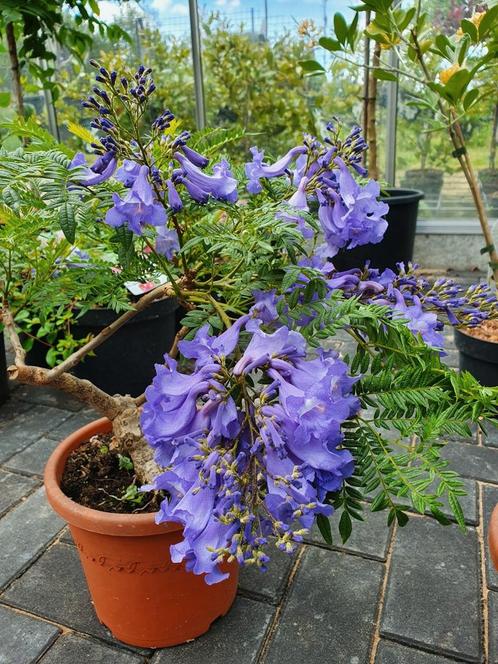 Jacaranda mimosifolia bonsai blue ('Sakai 01 PBR') ‼️uniek ‼, Tuin en Terras, Planten | Bomen, Bolboom, 100 tot 250 cm, Volle zon