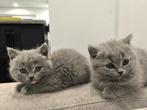 Britse Korthaar Kittens, Dieren en Toebehoren, Poes, Ontwormd, 0 tot 2 jaar