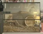 Hamster terrarium (60x40x50), Dieren en Toebehoren, Kooi, Minder dan 75 cm, Zo goed als nieuw, Hamster