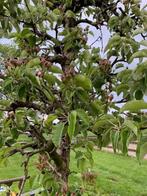 Oude perenbomen (Gieser Wildeman stoofpeer), Ophalen, Lente, 250 tot 400 cm, Halfschaduw