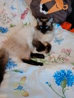 DEKKATER, Dieren en Toebehoren, Katten en Kittens | Raskatten | Korthaar, Kater