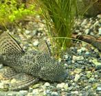 Borstelneus pleco, Dieren en Toebehoren, Vis, Zoetwatervis