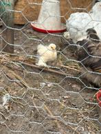 Mooie bonte cochin kuikens, Dieren en Toebehoren, Pluimvee, Meerdere dieren, Kip