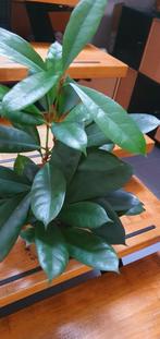 Altijd blinkend groen van zichzelf, F. Cyathistipula, 55cm, Ophalen, Ficus, Halfschaduw, Minder dan 100 cm