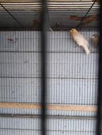 Koppel Mexicaanse roodmussen, Dieren en Toebehoren, Meerdere dieren