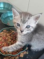 Schattige kittens, Dieren en Toebehoren, Meerdere dieren