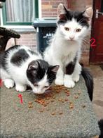 Boerderij kittens zoeken goed tehuis, Dieren en Toebehoren, Katten en Kittens | Overige Katten, Kater, Kortharig, 0 tot 2 jaar