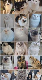 Prachtige katjes ter adoptie, Poes, Gechipt