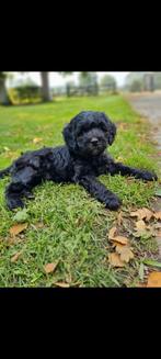 Australian Labradoodle pups, Dieren en Toebehoren, Honden | Retrievers, Spaniëls en Waterhonden, Overige rassen, CDV (hondenziekte)