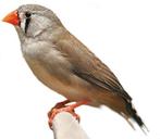 zebravinken 5euro, Dieren en Toebehoren, Vogels | Overige Vogels, Mannelijk