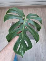 Monstera Deliciosa Albo met Variegata stekken, Ophalen of Verzenden, Overige soorten, Minder dan 100 cm