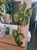 Monstera Variegata - Zeldzame kamerplant!, Ophalen of Verzenden, Overige soorten, Volle zon