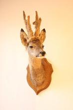 Taxidermie Opgezette Reeënkop met bastgewei, Ophalen of Verzenden, Gebruikt, Hert, Opgezet dier